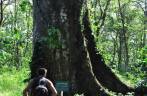 Observando árvore gigante na mata da Finca Paraíso, perto do lago Yojoa, região central de Honduras